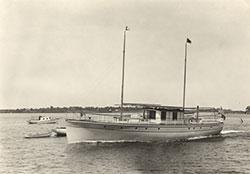 HMCo #378p Helianthus III